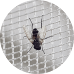 Feinmaschgewebe_Schuetzt-auch-vor-kleinsten-Insekten_300x300